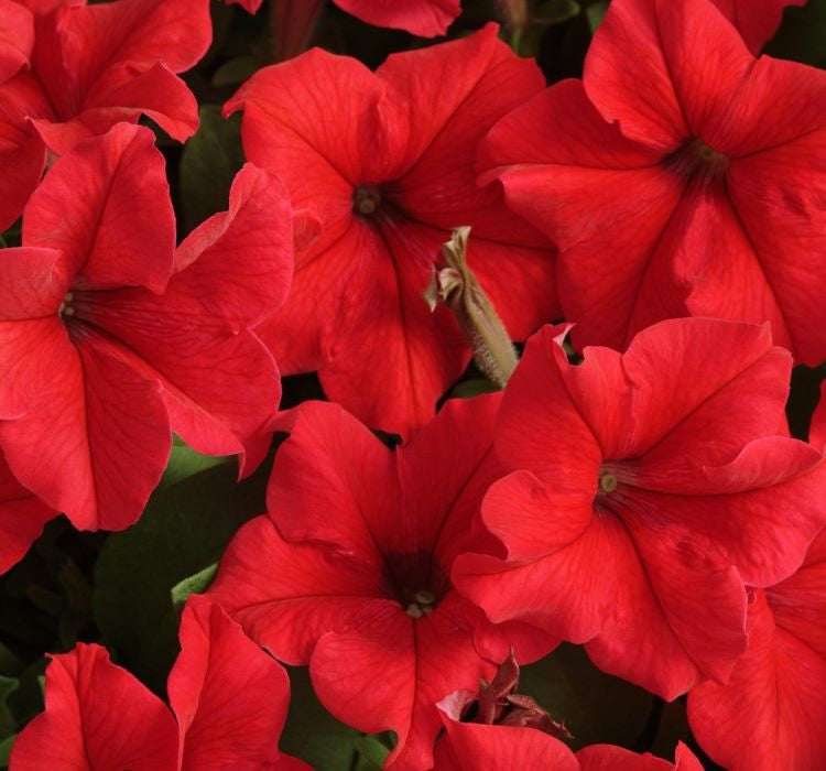 Petunya Çiçeği Tohumu ( İri çiçekli Bodur ) Kırmızı Renkli - 15 Tohum - MegCiTo