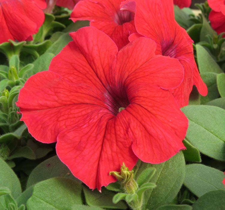 Petunya Çiçeği Tohumu ( İri çiçekli Bodur ) Kırmızı Renkli - 15 Tohum - MegCiTo