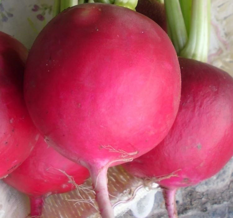 TURP İRİ KIRMIZI ( ÇOKLU TOHUM ) - 10 Gram - MegCiTo