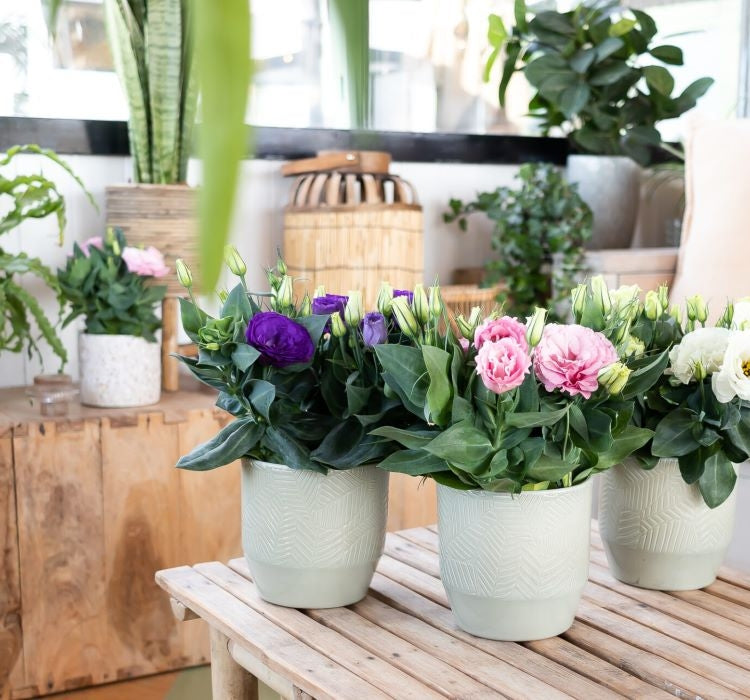 Lisianthus ( Lale Gül ) Julyet Serisi - BEYAZ ( 5 Tohum ) - MegCiTo