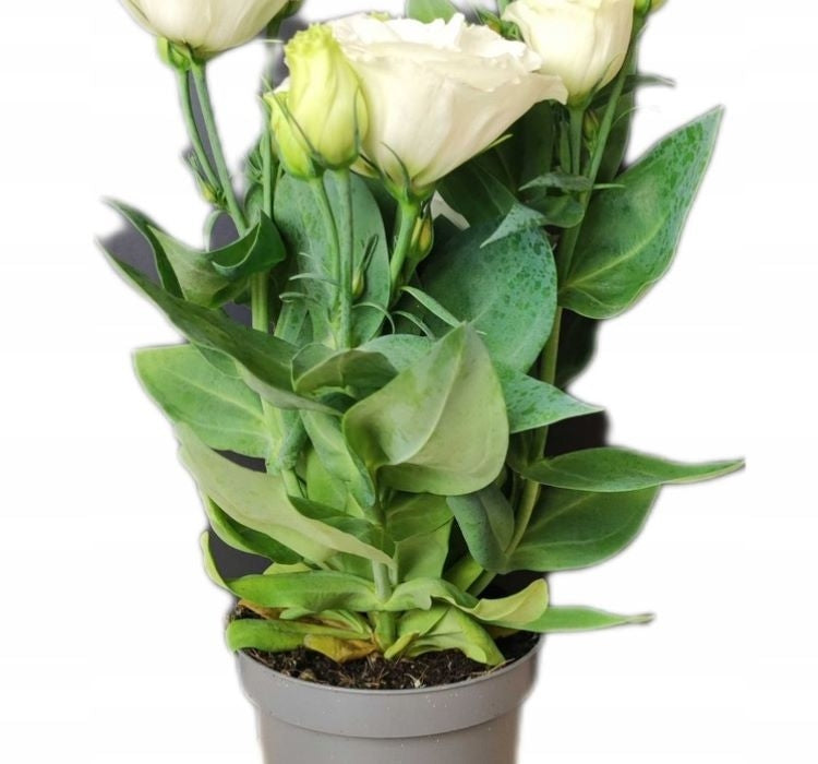 Lisianthus ( Lale Gül ) Julyet Serisi - BEYAZ ( 5 Tohum ) - MegCiTo