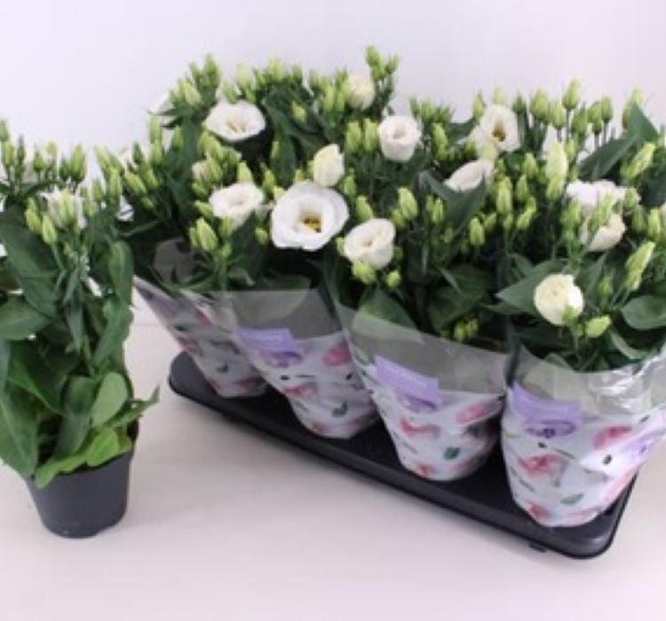 Lisianthus ( Lale Gül ) Julyet Serisi - BEYAZ ( 5 Tohum ) - MegCiTo