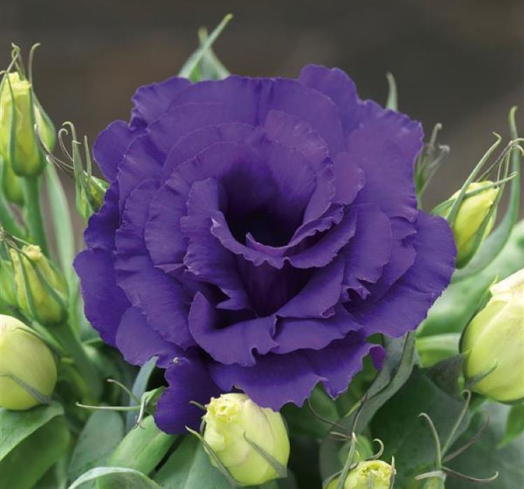 Lisianthus ( Lale Gül ) Julyet Serisi - MAVİ ( 5 Tohum ) - MegCiTo