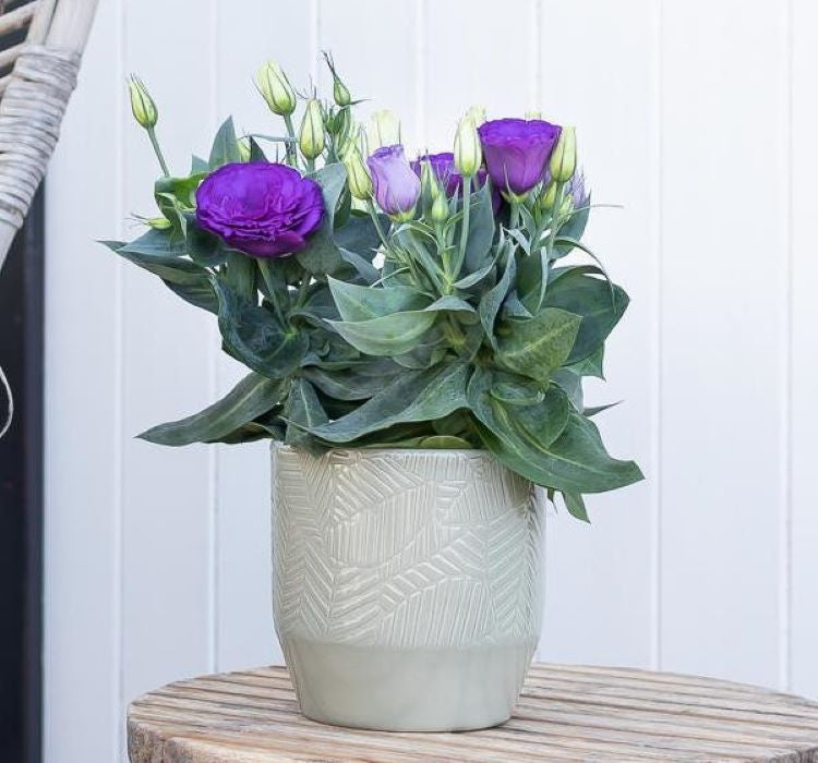 Lisianthus ( Lale Gül ) Julyet Serisi - MAVİ ( 5 Tohum ) - MegCiTo