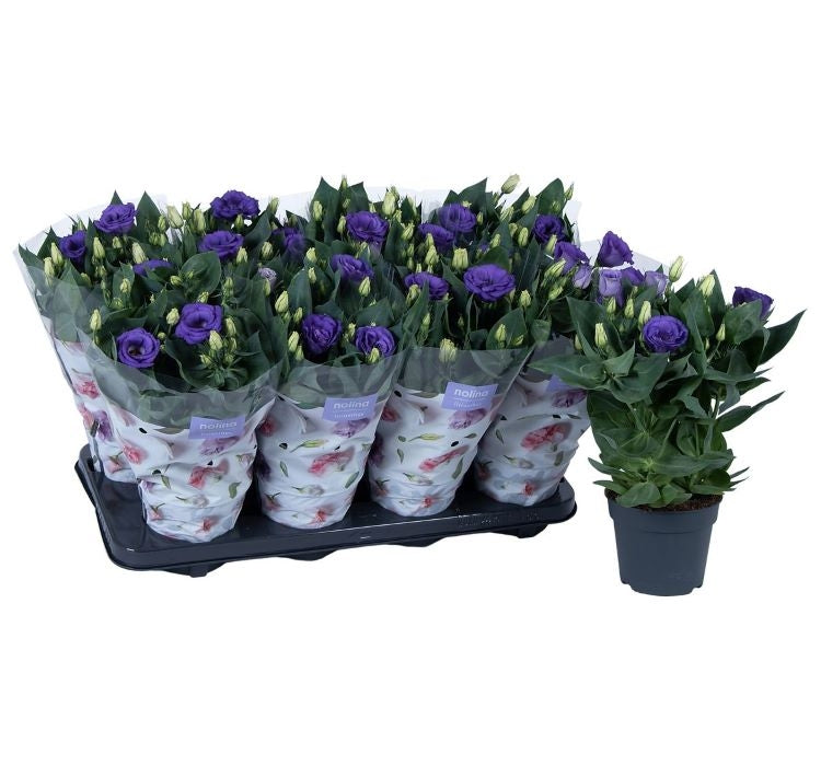 Lisianthus ( Lale Gül ) Julyet Serisi - MAVİ ( 5 Tohum ) - MegCiTo