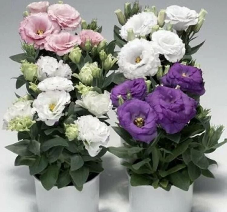 Lisianthus ( Lale Gül ) Julyet Serisi - MAVİ ( 5 Tohum ) - MegCiTo