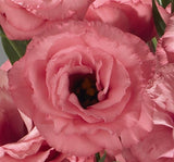 Lisianthus ( Lale Gül ) Advantage Serisi - GÜL RENGİ ( 5 Tohum ) - MegCiTo