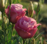 Lisianthus ( Lale Gül ) Advantage Serisi - GÜL RENGİ ( 5 Tohum ) - MegCiTo