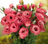 Lisianthus ( Lale Gül ) Advantage Serisi - GÜL RENGİ ( 5 Tohum ) - MegCiTo