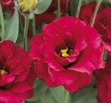 Lisianthus ( Lale Gül ) Gelin Buketi Serisi - KIRMIZI ( 5 Tohum ) - MegCiTo