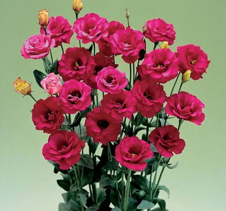 Lisianthus ( Lale Gül ) Gelin Buketi Serisi - KIRMIZI ( 5 Tohum ) - MegCiTo