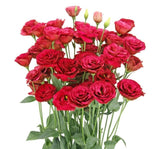 Lisianthus ( Lale Gül ) Gelin Buketi Serisi - KIRMIZI ( 5 Tohum ) - MegCiTo