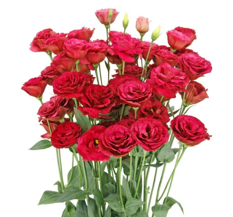 Lisianthus ( Lale Gül ) Gelin Buketi Serisi - KIRMIZI ( 5 Tohum ) - MegCiTo