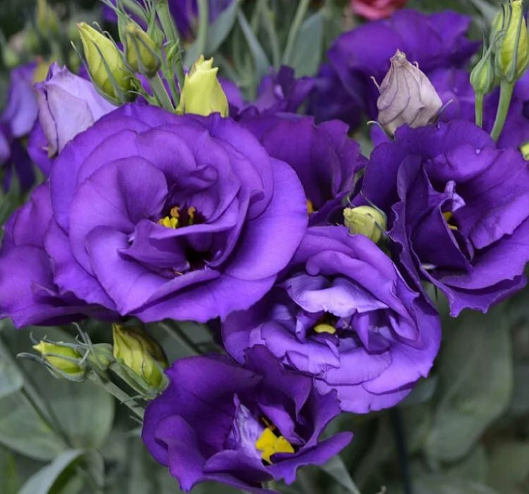 Lisianthus ( Lale Gül ) BÜYÜ Serisi - KOYU MAVİ ( 5 Tohum ) - MegCiTo