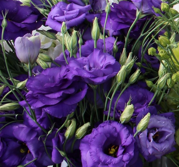 Lisianthus ( Lale Gül ) BÜYÜ Serisi - KOYU MAVİ ( 5 Tohum ) - MegCiTo