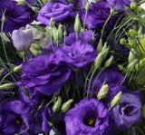 Lisianthus ( Lale Gül ) BÜYÜ Serisi - KOYU MAVİ ( 5 Tohum ) - MegCiTo