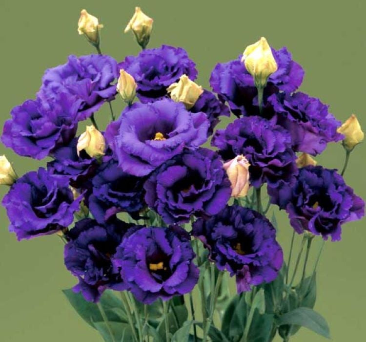 Lisianthus ( Lale Gül ) BÜYÜ Serisi - KOYU MAVİ ( 5 Tohum ) - MegCiTo