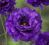 Lisianthus ( Lale Gül ) BÜYÜ Serisi - KOYU MAVİ ( 5 Tohum ) - MegCiTo