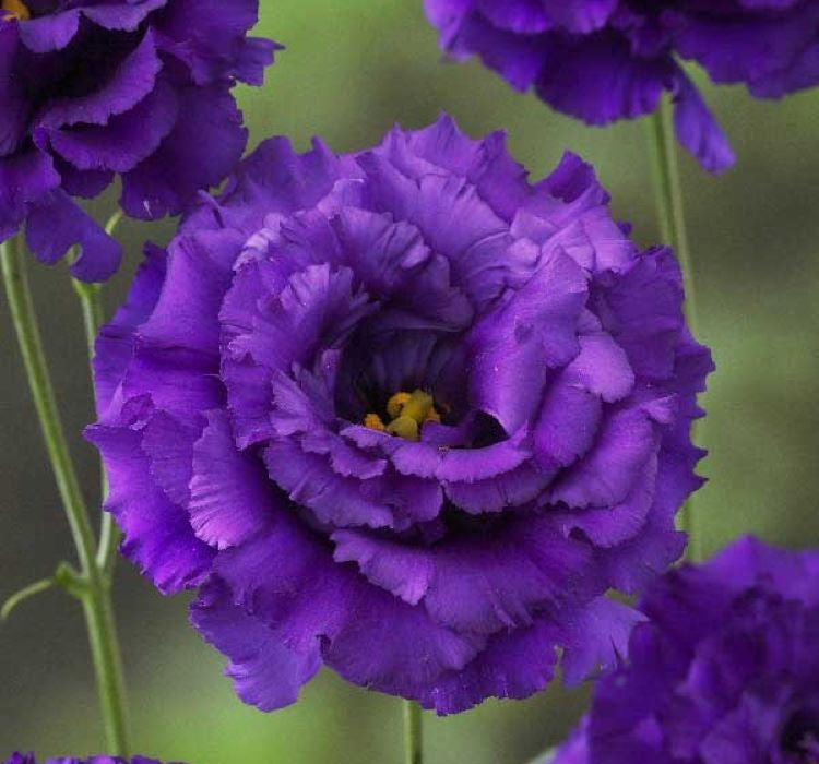 Lisianthus ( Lale Gül ) BÜYÜ Serisi - KOYU MAVİ ( 5 Tohum ) - MegCiTo