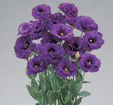 Lisianthus ( Lale Gül ) BÜYÜ Serisi - KOYU MAVİ ( 5 Tohum ) - MegCiTo