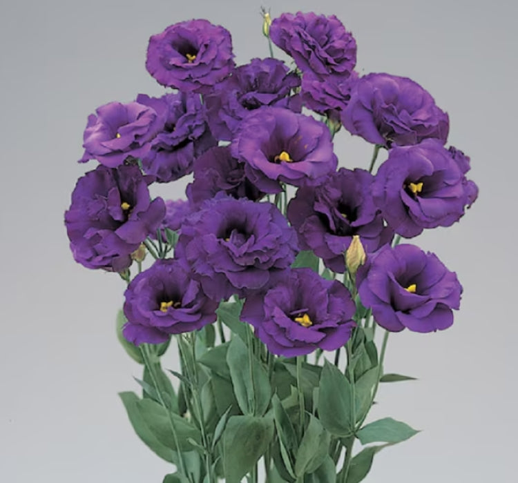 Lisianthus ( Lale Gül ) BÜYÜ Serisi - KOYU MAVİ ( 5 Tohum ) - MegCiTo