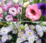 Lisianthus ( Lale Gül ) Gelin Buketi Serisi - KARIŞIK ( 5 Tohum ) - MegCiTo