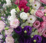 Lisianthus ( Lale Gül ) Gelin Buketi Serisi - KARIŞIK ( 5 Tohum ) - MegCiTo