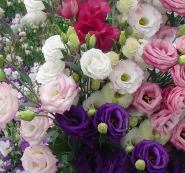 Lisianthus ( Lale Gül ) Gelin Buketi Serisi - KARIŞIK ( 5 Tohum ) - MegCiTo