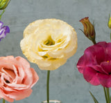 Lisianthus ( Lale Gül ) Gelin Buketi Serisi - KARIŞIK ( 5 Tohum ) - MegCiTo