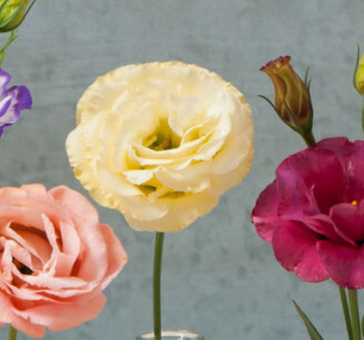 Lisianthus ( Lale Gül ) Gelin Buketi Serisi - KARIŞIK ( 5 Tohum ) - MegCiTo