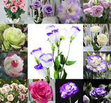 Lisianthus ( Lale Gül ) Gelin Buketi Serisi - KARIŞIK ( 5 Tohum ) - MegCiTo