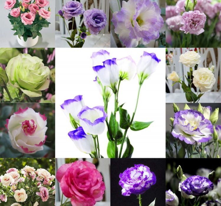 Lisianthus ( Lale Gül ) Gelin Buketi Serisi - KARIŞIK ( 5 Tohum ) - MegCiTo