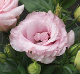 Lisianthus ( Lale Gül ) Julyet Serisi - PEMBE ( 5 Tohum ) - MegCiTo
