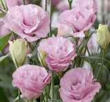 Lisianthus ( Lale Gül ) Advantage Serisi - PEMBE ( 5 Tohum ) - MegCiTo