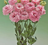Lisianthus ( Lale Gül ) Advantage Serisi - PEMBE ( 5 Tohum ) - MegCiTo
