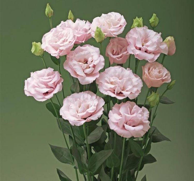 Lisianthus ( Lale Gül ) Advantage Serisi - PEMBE ( 5 Tohum ) - MegCiTo