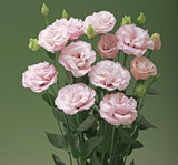 Lisianthus ( Lale Gül ) Advantage Serisi - PEMBE ( 5 Tohum ) - MegCiTo