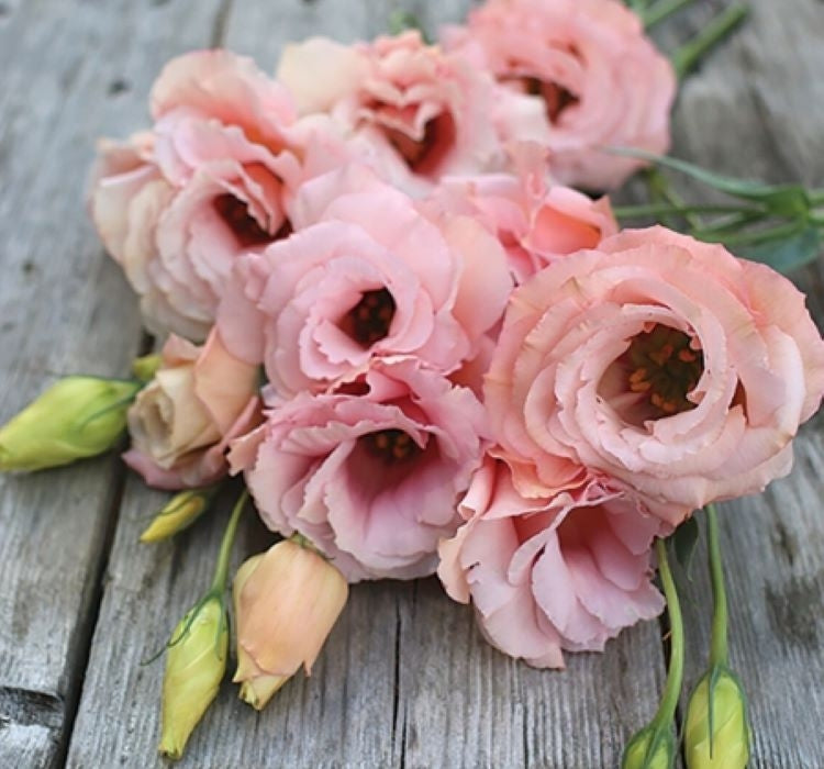 Lisianthus ( Lale Gül ) Gelin Buketi Serisi - PEMBE ( 5 Tohum ) - MegCiTo