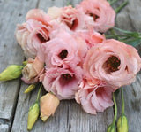 Lisianthus ( Lale Gül ) Gelin Buketi Serisi - PEMBE ( 5 Tohum ) - MegCiTo