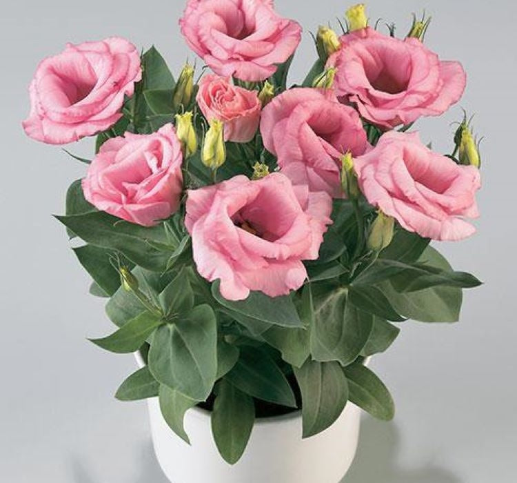 Lisianthus ( Lale Gül ) Julyet Serisi - PEMBE ( 5 Tohum ) - MegCiTo