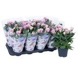 Lisianthus ( Lale Gül ) Julyet Serisi - PEMBE ( 5 Tohum ) - MegCiTo