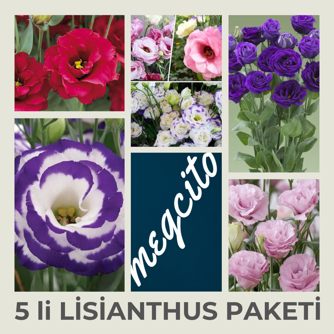 Gelin Buketi - Lisianthus Paketi