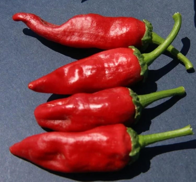 BİBER MARAŞ  ( ÇOKLU TOHUM ) - 5 Gram - MegCiTo