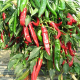 BİBER MARAŞ  ( ÇOKLU TOHUM ) - 5 Gram - MegCiTo