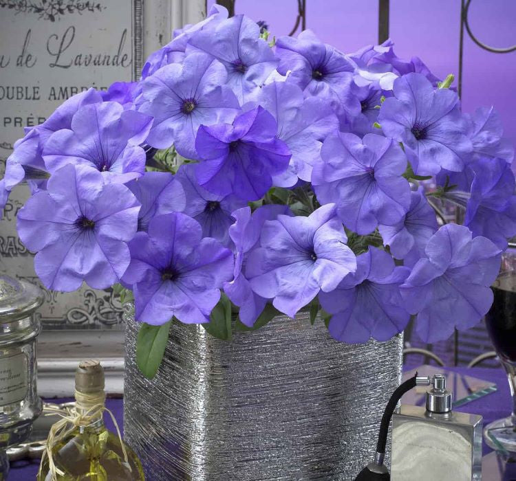 Petunya Çiçeği Tohumu ( İri çiçekli Bodur ) Mavi Renkli - 15 Tohum - MegCiTo