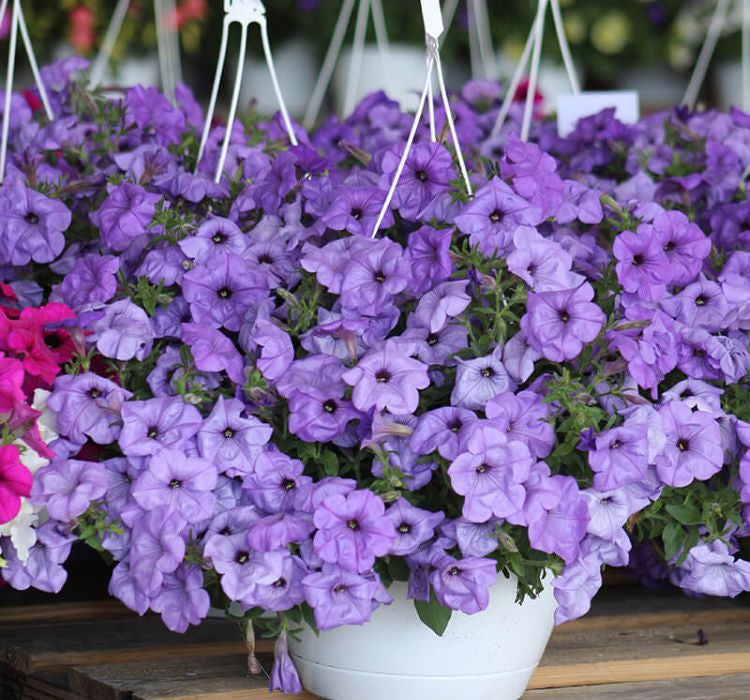 Petunya Çiçeği Tohumu ( İri çiçekli Bodur ) Mavi Renkli - 15 Tohum - MegCiTo