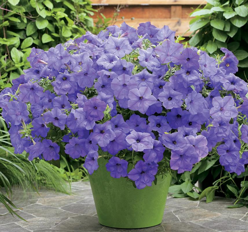 Petunya Çiçeği Tohumu ( İri çiçekli Bodur ) Mavi Renkli - 15 Tohum - MegCiTo