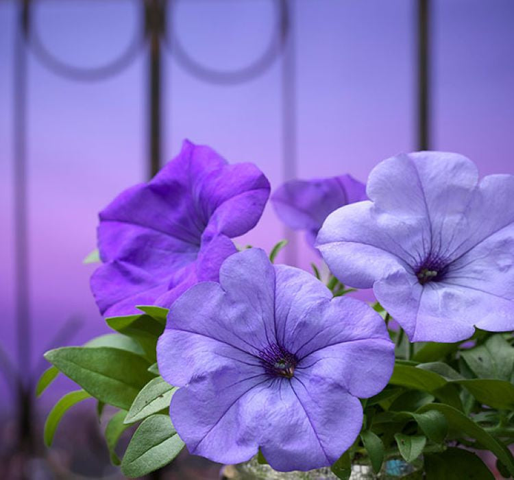 Petunya Çiçeği Tohumu ( İri çiçekli Bodur ) Mavi Renkli - 15 Tohum - MegCiTo