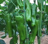 BİBER MAZAMORT ( ÇOKLU TOHUM ) - 5 Gram - MegCiTo