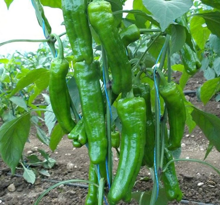 BİBER MAZAMORT ( ÇOKLU TOHUM ) - 5 Gram - MegCiTo